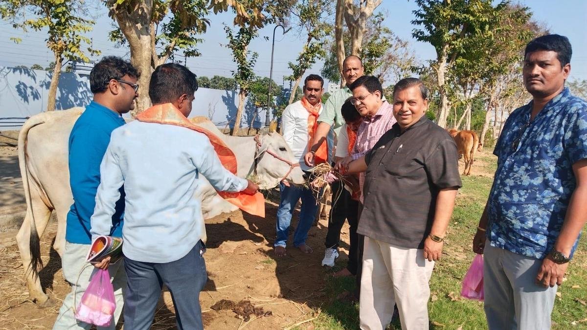 Weekend boost extends Sankranti cheer in Vizianagaram, Srikakulam villages