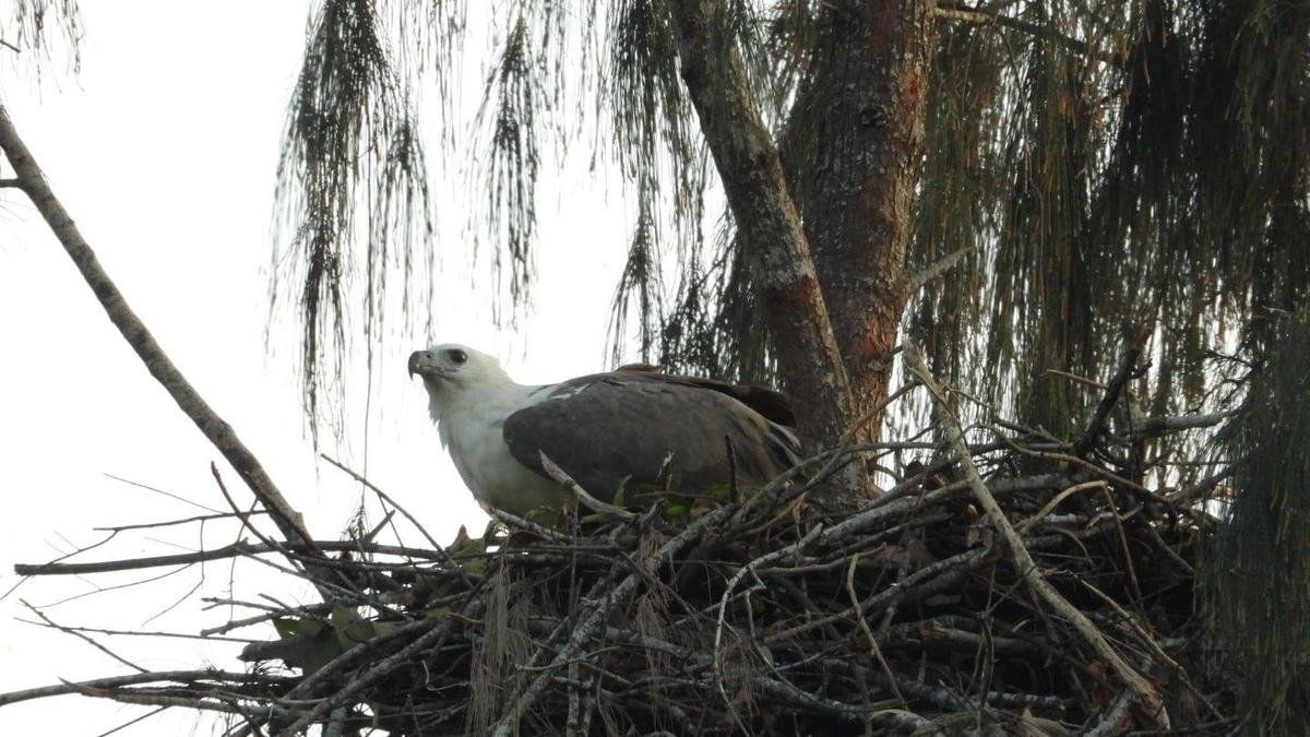 Survey records 17 active White-bellied Sea Eagle nests in Kannur, Kasaragod