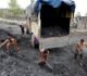 Coal India spent ₹961 crore in ongoing fiscal year as capex on solar