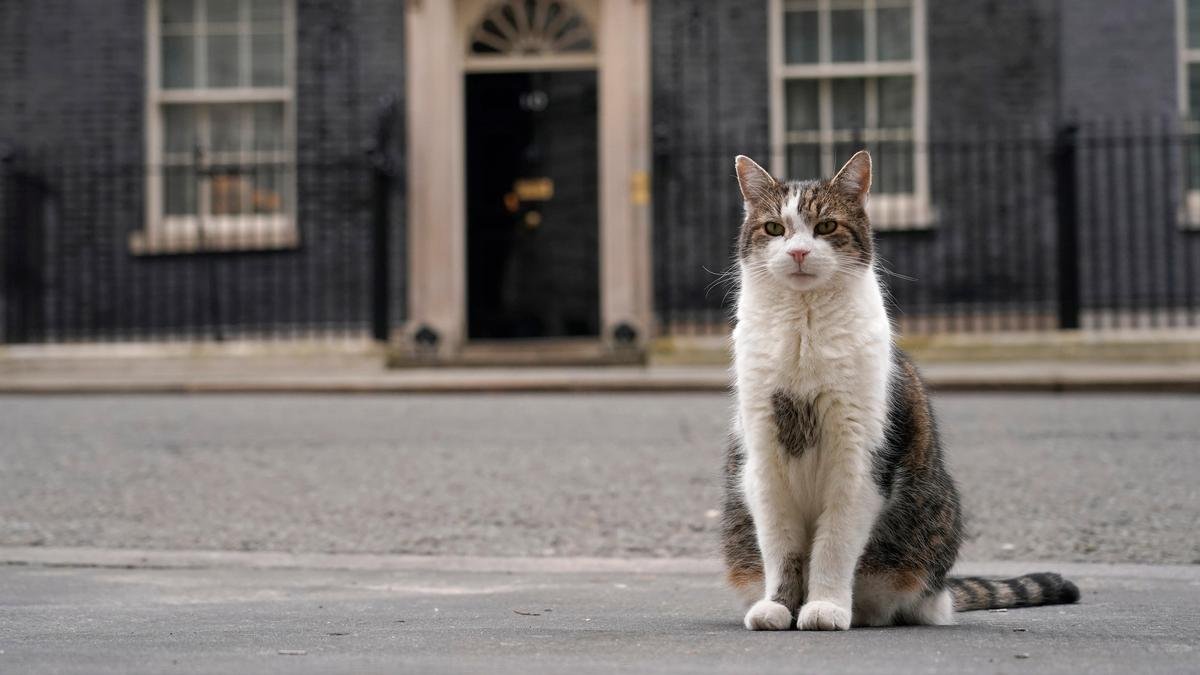 Paw patrol: Larry the cat marks 15 years at 10 Downing Street